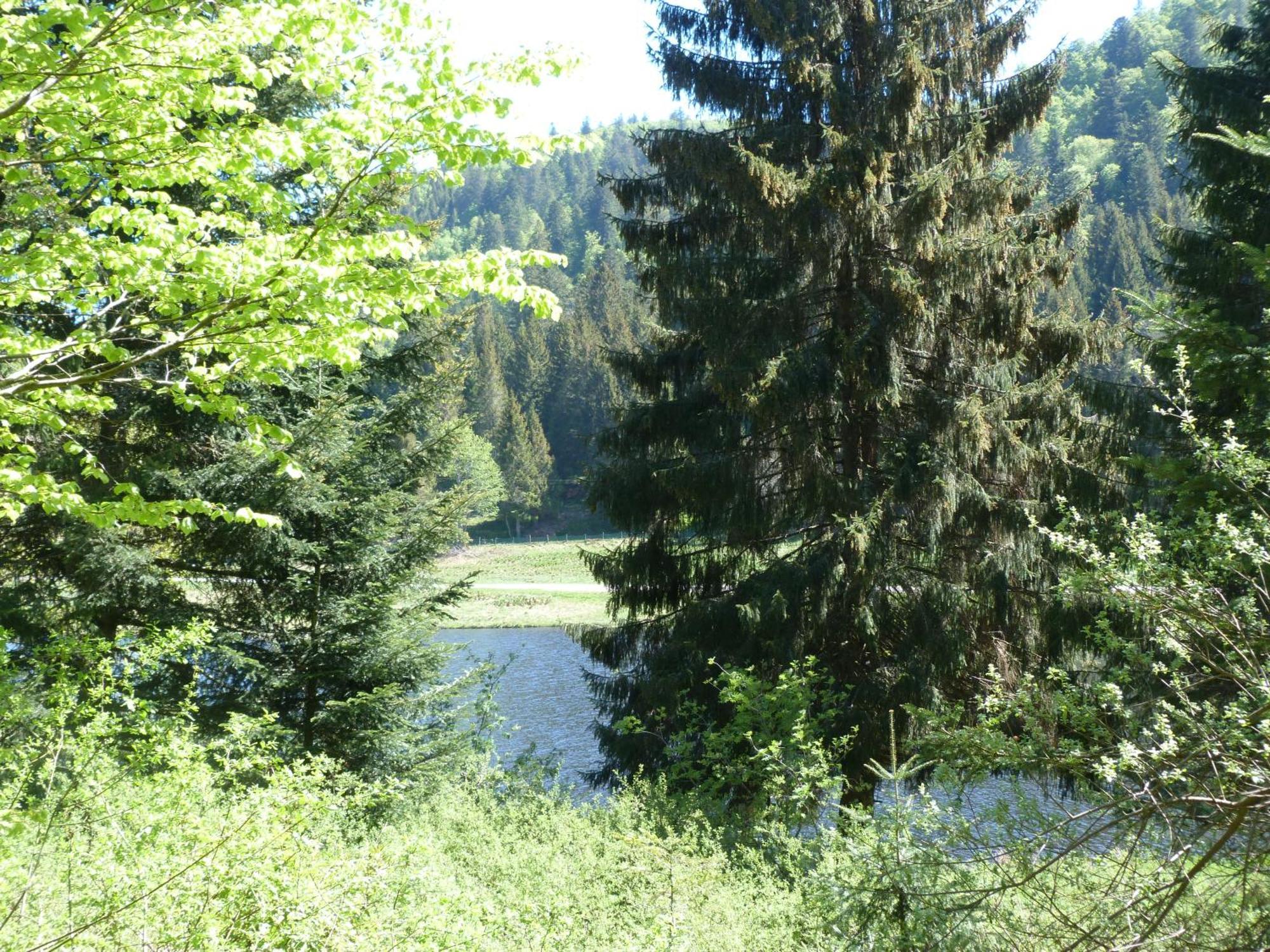 Domaine Des Hauts Viaux La Bresse Εξωτερικό φωτογραφία